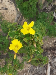 Oxalis gigantea