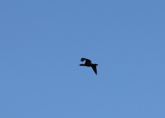 Phalacrocorax carbo