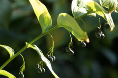 Polygonatum