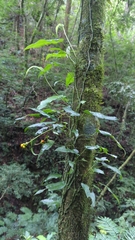 Anthurium flexile muelleri
