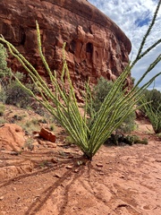 Fouquieria splendens