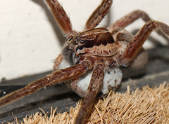 Dolomedes minor