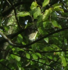 Vireo chivi