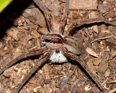 Dolomedes minor