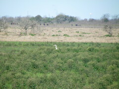Ardea cocoi