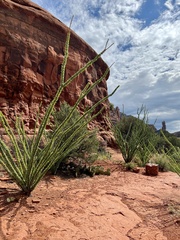 Fouquieria splendens