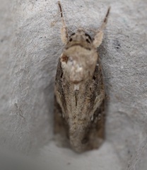 Spodoptera frugiperda