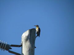 Colaptes campestris campestroides