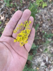 Solidago odora
