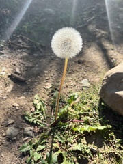 Taraxacum erythrospermum