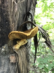 Pleuroflammula multifolia