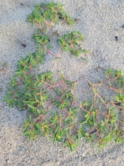 Euphorbia polygonifolia