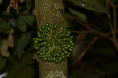 Annonaceae