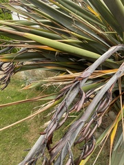 Phormium