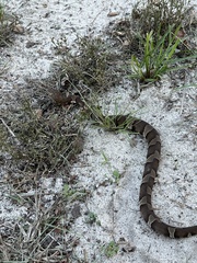 Agkistrodon laticinctus