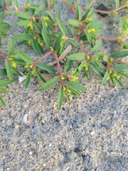 Euphorbia polygonifolia