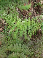 Hypolepis glandulifera