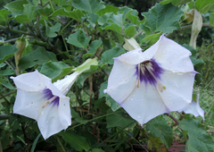 Datura discolor