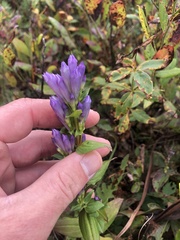 Gentianella quinquefolia