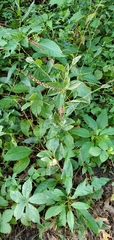 Persicaria filiformis