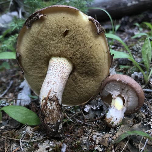Purple-veiled Slippery Jack