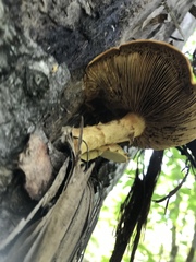 Pleuroflammula multifolia