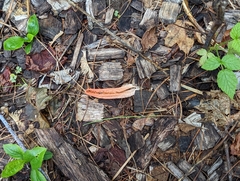 Pseudocolus fusiformis