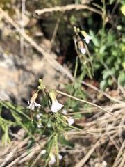Boechera