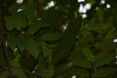 Annonaceae