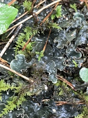 Peltigera canina