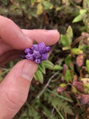 Gentianella quinquefolia
