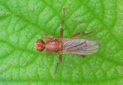 Norellisoma spinimanum