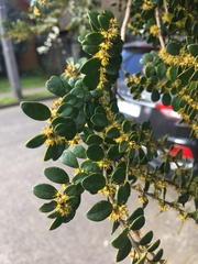 Azara microphylla