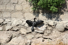 Microcarbo pygmaeus