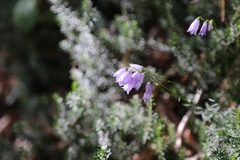Campanula cespitosa