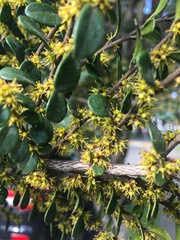Azara microphylla