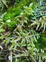 Pleurozium schreberi