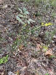 Solidago odora