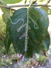 Phyllocnistis populiella