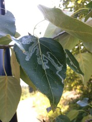 Phyllocnistis populiella