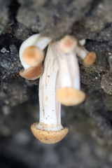 Pholiotina rugosa