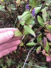 Gentianella quinquefolia