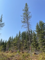 Pinus banksiana image