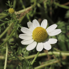 Anthemis cotula