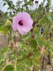 Hibiscus furcellatus