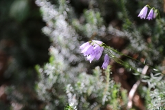 Campanula cespitosa