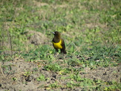 Pseudoleistes virescens