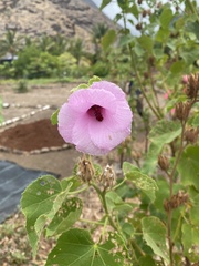 Hibiscus furcellatus
