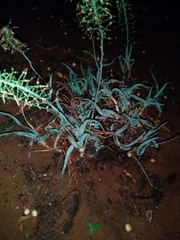 Bulbine capitata