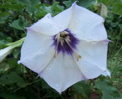 Datura discolor
